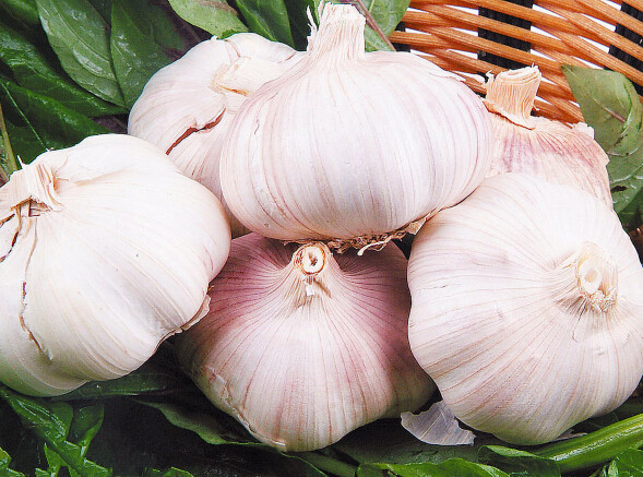 Amazing garlics